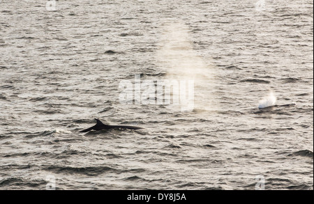 Le rorqual boréal (Balaenoptera borealis) dans le Passage de Drake, l ...