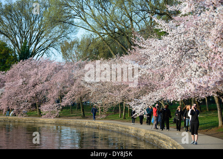 Les célèbres Cerisiers Yoshino entourant le bassin de marée à Washington DC éclosent au printemps. Banque D'Images