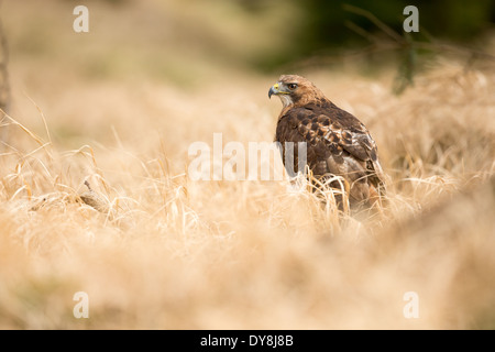 Buse variable (Buteo buteo) dans l'herbe haute Banque D'Images