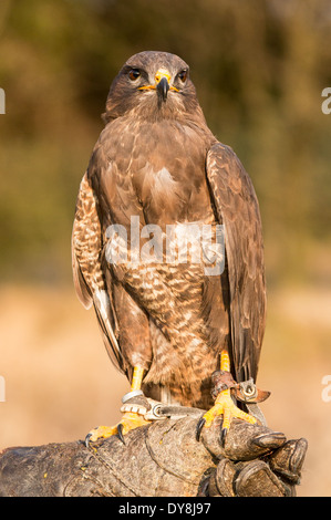 Buse variable (Buteo buteo) sur un gant du falconer Banque D'Images