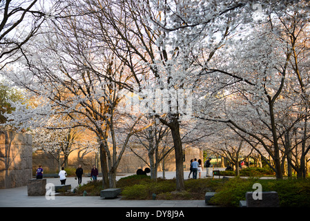 WASHINGTON DC — les cerisiers fleurissent parmi les murs de granit du Franklin Delano Roosevelt Memorial le long du Tidal Basin. Le mémorial en plein air, qui honore le 32e président des États-Unis, est un endroit populaire pour voir les arbres en fleurs pendant le festival annuel National Cherry Blossom. Les visiteurs sont vus marcher dans les différentes « salles » du mémorial, qui représentent les quatre mandats de FDR. Banque D'Images