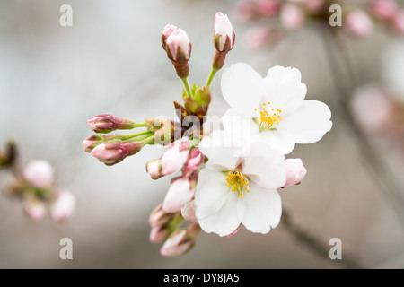 WASHINGTON DC, États-Unis — vue rapprochée des célèbres cerisiers en fleurs de Washington DC, mettant en valeur les délicats pétales roses et blancs des cerisiers Yoshino. Cette image détaillée capture la beauté éphémère qui attire des millions de visiteurs dans la capitale chaque printemps. Banque D'Images