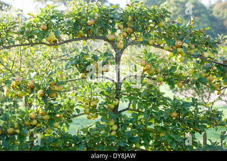 Malus Rosemary Russet, Apple. Septembre, l'automne. Apple Tree Espaliered portent leurs fruits. Banque D'Images