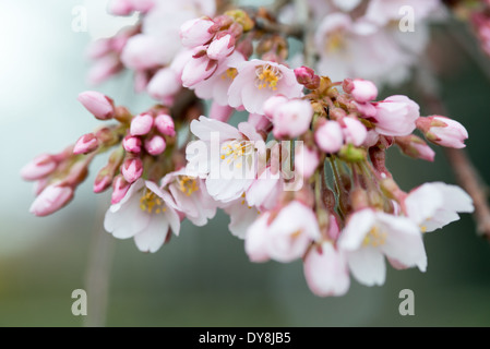 WASHINGTON DC, États-Unis — Une vue rapprochée des célèbres cerisiers en fleurs de Washington DC qui entrent en pleine floraison, mettant en valeur les délicats pétales roses et blancs des cerisiers Yoshino. Cette image détaillée capture la beauté éphémère qui attire des millions de visiteurs dans la capitale chaque printemps. Banque D'Images