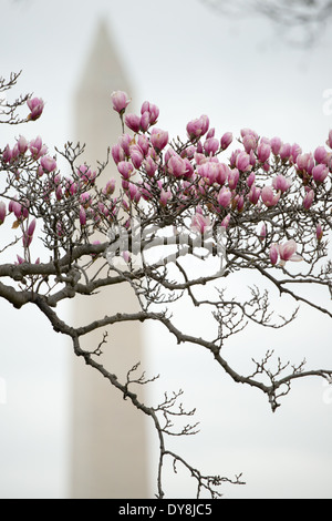 WASHINGTON DC — les magnolias de soucoupe fleurissent au début du printemps au George Mason Memorial, avec le Washington Monument visible en arrière-plan. Situés dans un jardin commémoratif dédié au père fondateur, ces arbres fleuris sont l'un des premiers fleuris de la ville, souvent avant la floraison des cerisiers. Banque D'Images