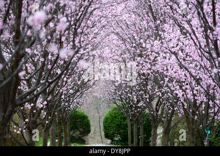 WASHINGTON DC, États-Unis — Une rangée d'arbres crée une arche couverte naturelle avec de délicates fleurs roses du printemps le long d'une passerelle dans les jardins Dumbarton Oaks. Ce charmant tunnel floral de Georgetown offre aux visiteurs un aperçu magique du printemps dans la capitale nationale. Banque D'Images