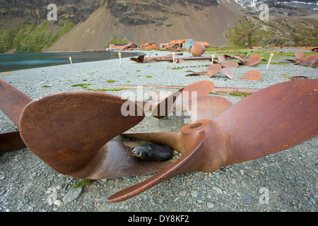 Stromness Station baleinière en Géorgie du Sud, avec une fourrure de l'Antarctique se reposant dans un vieux propeller Banque D'Images