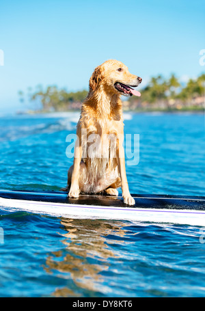 Surf, chien heureux jeune Golden Retriever sur planche de surf Banque D'Images