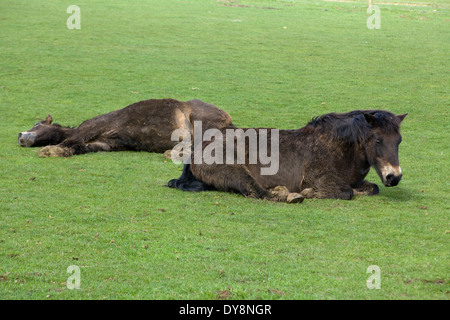 Poneys Exmoor sauvages portant au soleil dans un champ Banque D'Images