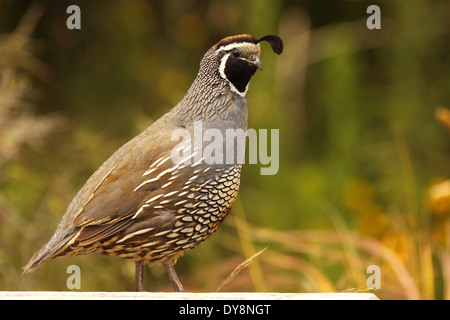 Un portrait d'un homme perché hardiment le colin de Californie. Banque D'Images