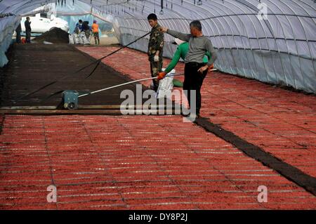 Dalian, Chine, province de Heilongjiang. Apr 9, 2014. Les gens travaillent dans une ferme de l'Heilongjiang Reclamation Area Dalian, dans la province du nord-est de la Chine, le 9 avril 2014. L'Heilongjiang Zone de remise en état, d'une superficie d'environ 2,4 millions d'hectares, est la plus grande ferme appartenant à l'Etat et aussi la clé de la base de céréales commercialisables en Chine. © Zhou Liangjun/Xinhua/Alamy Live News Banque D'Images