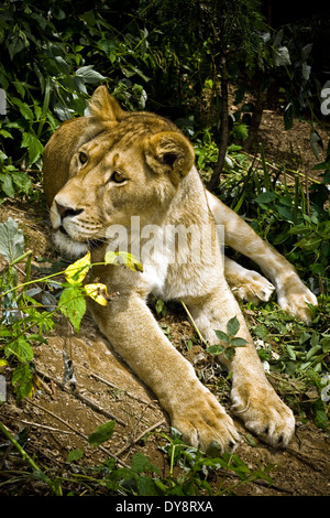 Close-up of a Lion femelle relaxant Banque D'Images