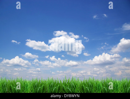 L'herbe verte contre le ciel bleu. Banque D'Images