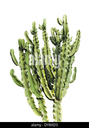 Euphorbia trigona. Tall cactus africain bush isolated on white Banque D'Images