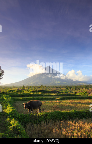 Philippines, Souteastern Luzon, Bicol, volcan Mayon Banque D'Images