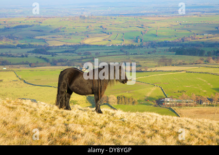 Poney Fell. Carrock est tombé, Lake District, Cumbria, Angleterre, Royaume-Uni. Banque D'Images