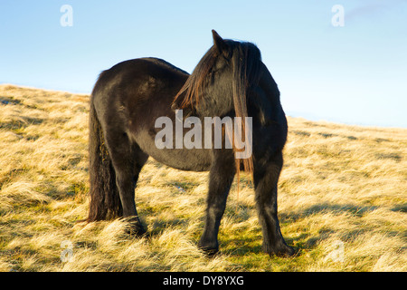 Poney Fell. Carrock est tombé, Lake District, Cumbria, Angleterre, Royaume-Uni. Banque D'Images