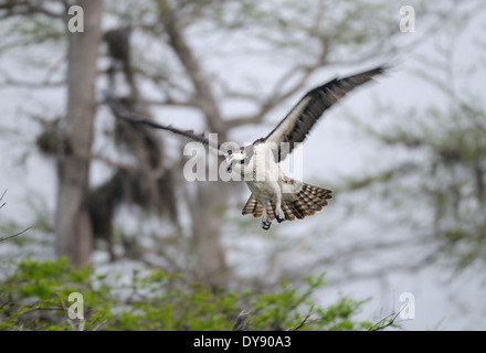 Le balbuzard pêcheur, Pandion haliaetus voler au-dessus de son nid sur Blue Cypress Lake Central Florida Banque D'Images