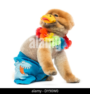 Toiletté chien Pomeranian portant des shorts, un hawaiien lei et son bec contre fond blanc Banque D'Images