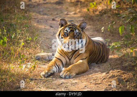 Affaires indiennes, tiger, Ranthambore, parc national, Asie, Inde, Rajasthan, animal, Banque D'Images