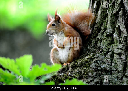 L'écureuil européen, Sciurus vulgaris, écureuil, arbre croissant, alpine, l'écureuil roux, animal, animaux, France, Europe, Banque D'Images