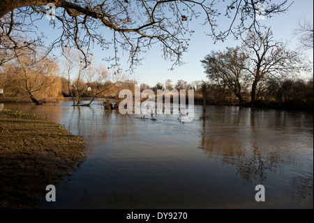 Les inondations le long de la rivière Mole au cours de l'hiver 2014, Cobham, Surrey, UK. Banque D'Images