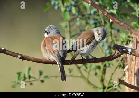 Pie-grièche écorcheur Lanius collurio, oiseaux chanteurs, passereaux, oiseaux de passage, oiseaux migrateurs, des animaux, des animaux, de l'Allemagne, l'Europe, Banque D'Images