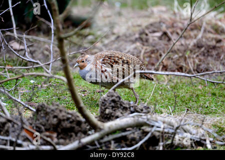 Partridge Perdix perdix gallinacés sauvages oiseaux Galliformes oiseau poulets perdrix oiseaux animal animaux Allemagne Europe, Banque D'Images