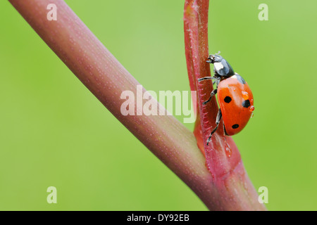 L'Allemagne, sept coccinelle (Coccinella septempunctata spot) sur une branche Banque D'Images