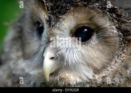 Les hiboux, Hibou, chouette de l'Oural, les chasseurs de nuit, Strix uralensis, Hawk's hiboux, nuit, oiseau, oiseaux, hibou, animal, animaux, France, Europe, Banque D'Images