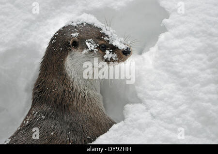 Loutre Lutra lutra hairy-nosed otter mustélidés martens canidés prédateurs de poissons prédateurs d'eau loutres animaux hiver marten anima Banque D'Images