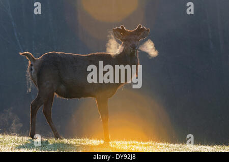 Bois de cerf rouge de cervidé cervidé Cervus elaphus cerf cerf cerf Cerf européen onglons velours printemps germe animal animaux Banque D'Images