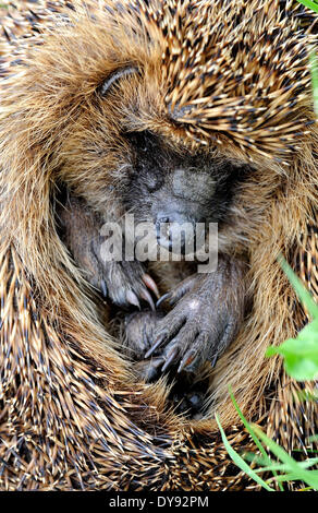 Hérisson Erinaceus europaeus, hérissées, hérisson, commune, européenne, l'été, roulé, d'un animal, des animaux, de l'Allemagne, l'Europe, Banque D'Images