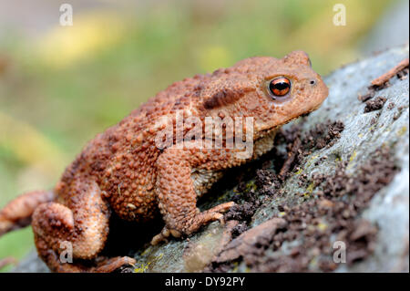 Crapaud européen Bufo bufo, amphibien, toad, les amphibiens, les crapauds, les grenouilles, les jeunes, des animaux, des animaux, de l'Allemagne, l'Europe, Banque D'Images