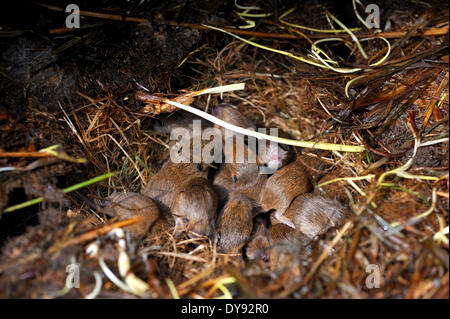 Souris Souris rongeurs rongeurs souris Mus musculus peu d'aliments pour animaux à fourrure gris souris mangent de jeunes nid animal animaux Allemagne, Banque D'Images