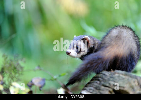 Le putois putois putois européenne fitch mustélidés Mustela putorius nocturne Prédateur animal fourrure fourrure nuit hunter Endemical w Banque D'Images