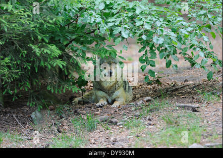 Canis lupus Loup européen les canidés loup gris Loup Loup prédateur prédateurs Loup européen canin animal d'été, des paysages forestiers Banque D'Images
