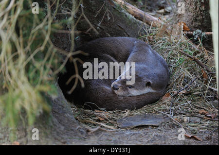 Loutre Lutra lutra hairy-nosed otter mustélidés martens canidés prédateurs de poissons prédateurs d'eau loutres loutre européenne marten anima Banque D'Images