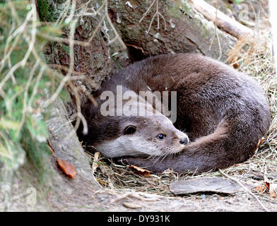 Loutre Lutra lutra hairy-nosed otter mustélidés martens canidés prédateurs de poissons prédateurs d'eau loutres loutre européenne marten anima Banque D'Images