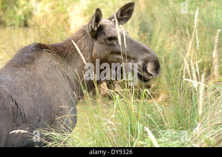 Elk moose Alces alces Nouveau Monde Wapiti Cerf animal biongulé deer stag cerf Wapiti Wapiti de l'orignal de l'Elks, les animaux sauvages de vache Banque D'Images