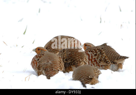 Partridge Perdix perdix gallinacés sauvages oiseaux Galliformes oiseau poulets perdrix oiseaux hiver neige animal animaux Ger Banque D'Images