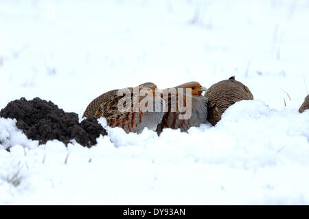 Partridge Perdix perdix gallinacés sauvages oiseaux Galliformes oiseau poulets perdrix oiseaux hiver neige animal animaux Ger Banque D'Images