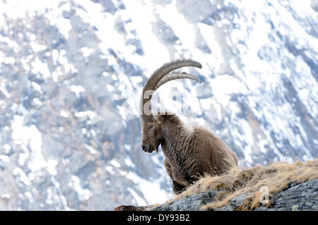 Capricorne bouquetin chèvre de montagne des cornes des animaux à sabots fendus Bovidae antilopes de chèvre Capra ibex hiver neige montagnes chèvres rut hor Banque D'Images