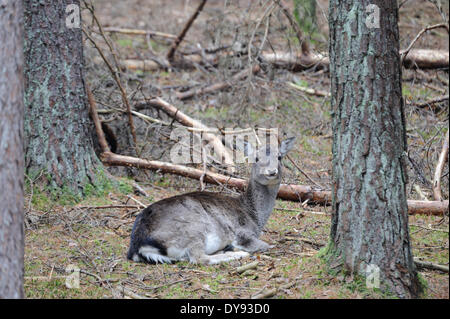 Daims berghoff stag animaux artiodactyles cervidés animal Dama Dama pelage d'hiver, saison du rut des animaux sauvages de la forêt de bois d'automne Banque D'Images