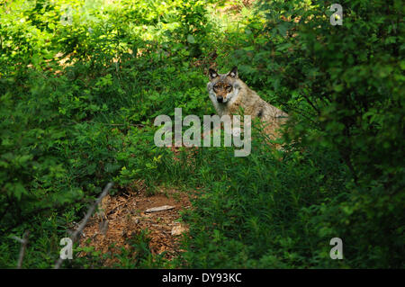 Canis lupus Loup européen les canidés loup gris Loup Loup prédateur prédateurs Loup européen canin animal d'été, des paysages forestiers Banque D'Images