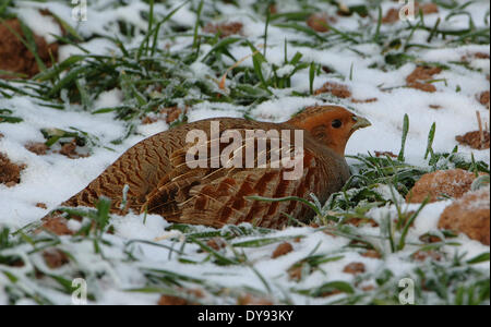 Perdix perdix Partridge, gallinacés, oiseaux, poules sauvages, d'oiseaux, les galliformes, perdrix, des animaux, des animaux, de l'Allemagne, l'Europe, Banque D'Images