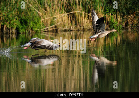 Oie cendrée oie des neiges Oie sauvage des oiseaux d'eau oiseaux d'eau les oies sauvages Les oies cendrées Anser anser summers fly animal animaux G Banque D'Images