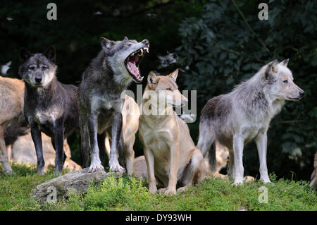 Le loup de l'Est Canis lupus lycaon Loup Loup gris américain canidés loup gris Canis chiens loups prédateurs, le comportement du troupeau troupeau Banque D'Images