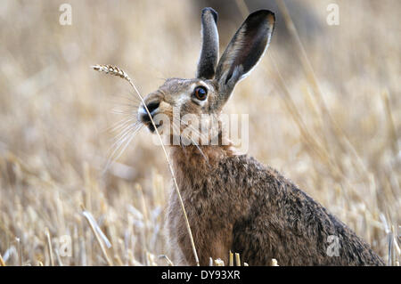 Lapin lièvre Lepus europaeus Pallas brown lampe lapin lièvre d'alimentation d'été sur le terrain de l'unité de récolte la récolte de maïs-grain field anim Banque D'Images