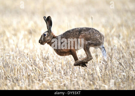 Lapin lièvre Lepus europaeus Pallas lapins lièvres Lièvres Lièvre champ champ champ de chaumes lampe lapin animal animaux fuir d'été, Banque D'Images